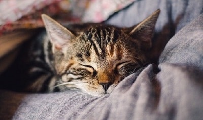 chat qui dort sur un drap