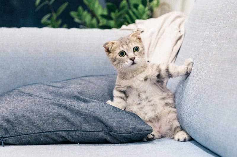 petit chat debout sur un canapé